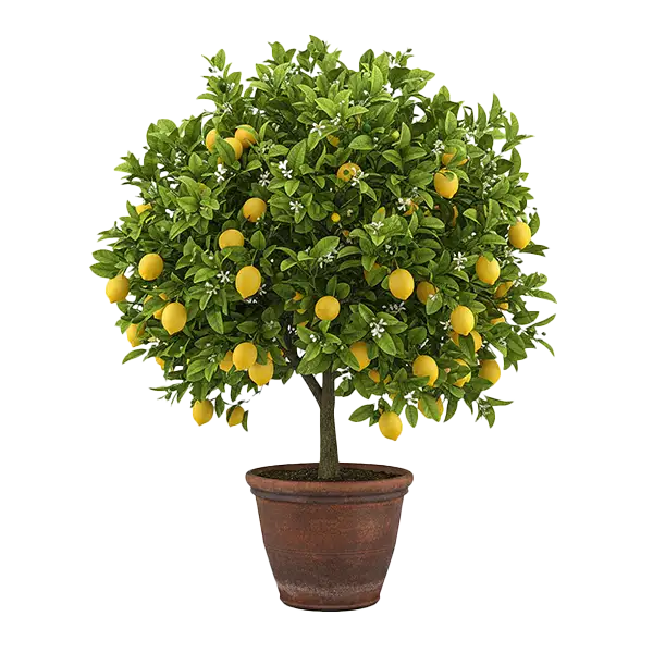 Citrusy