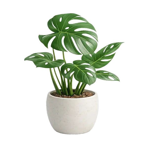 Izbové rastliny – banner