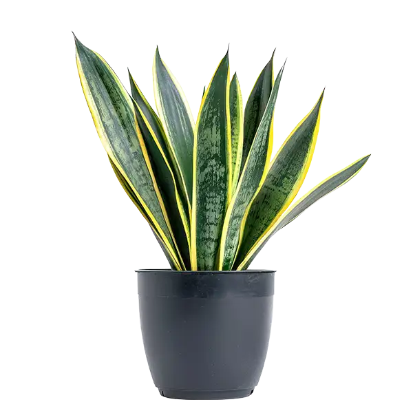 Svokrin jazyk – banner