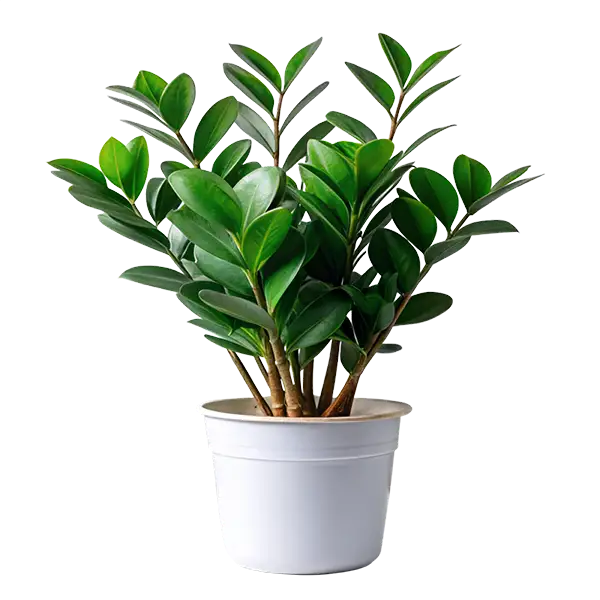 Zamiokulkas – banner