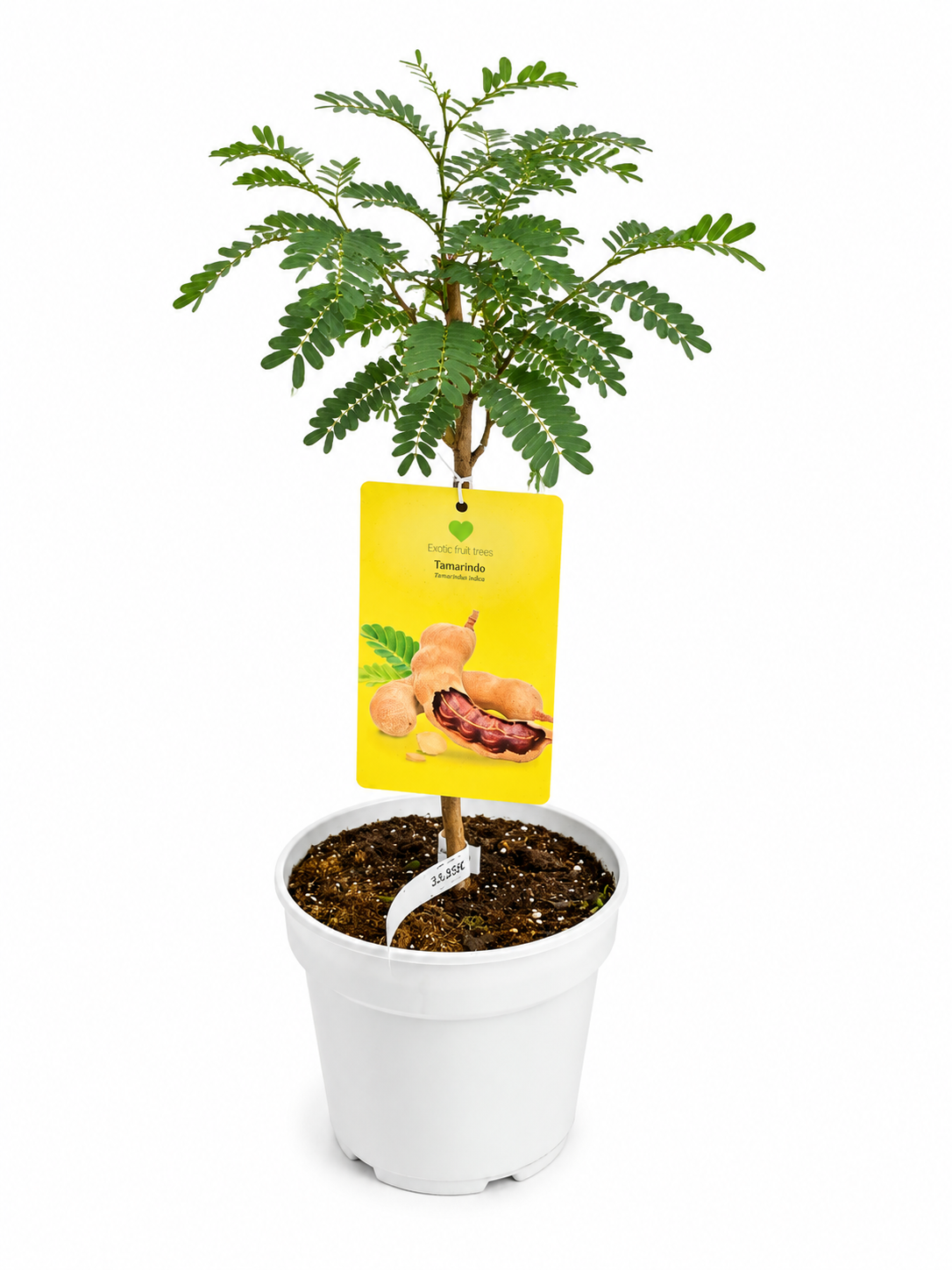 Tamarind indický