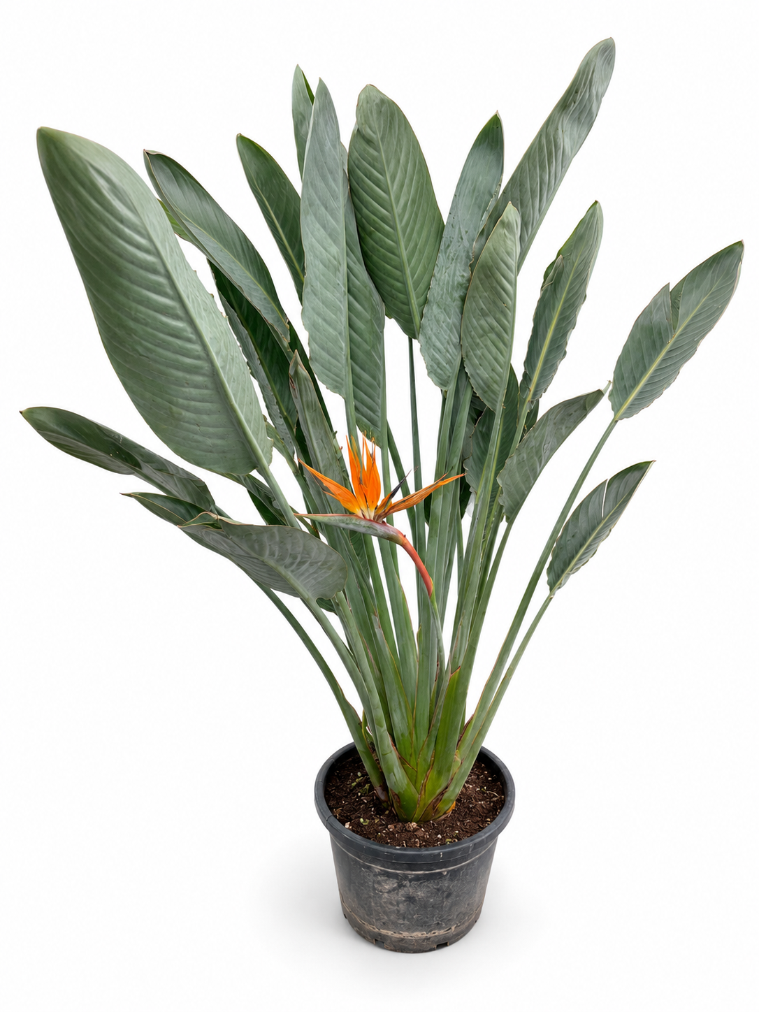 Strelícia kráľovská