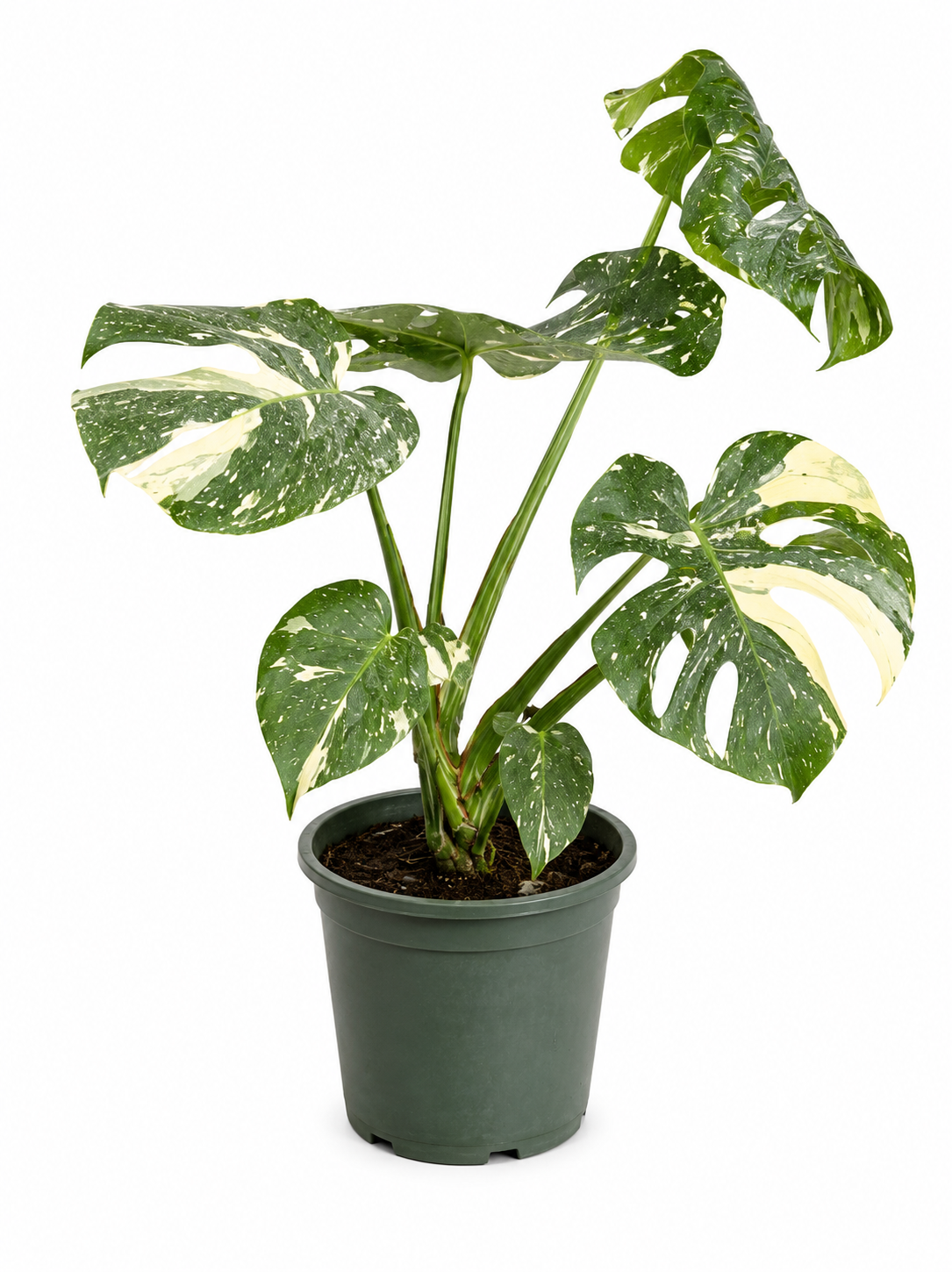 Monstera skvostná panašovaná