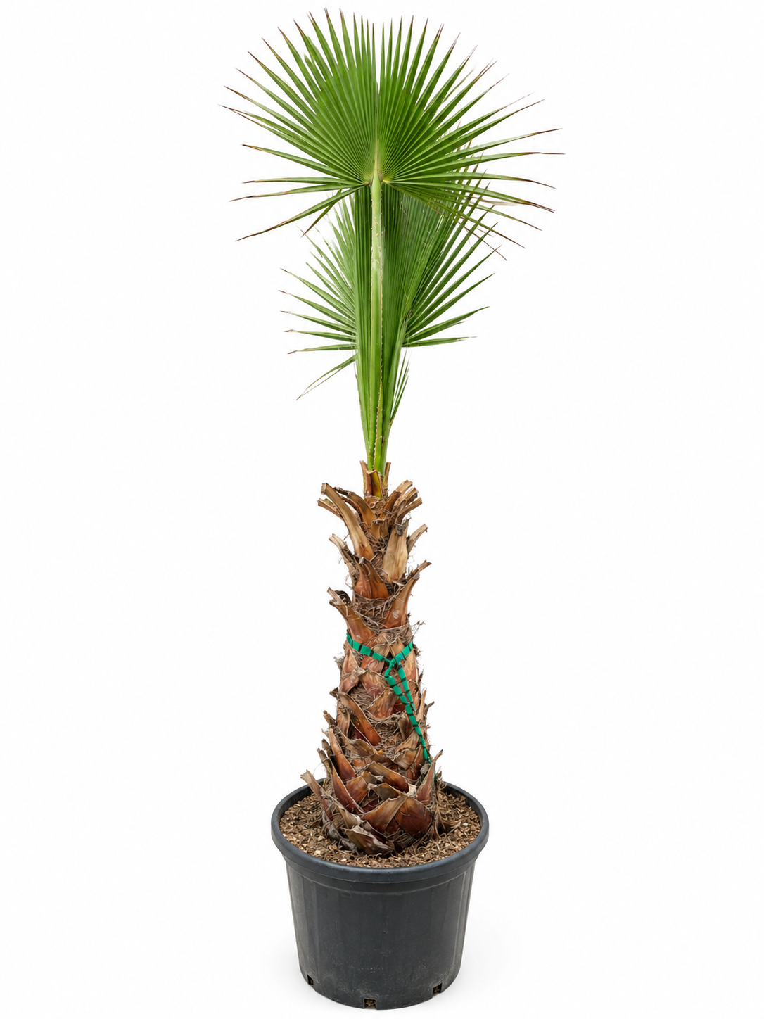 Washingtonia mohutná