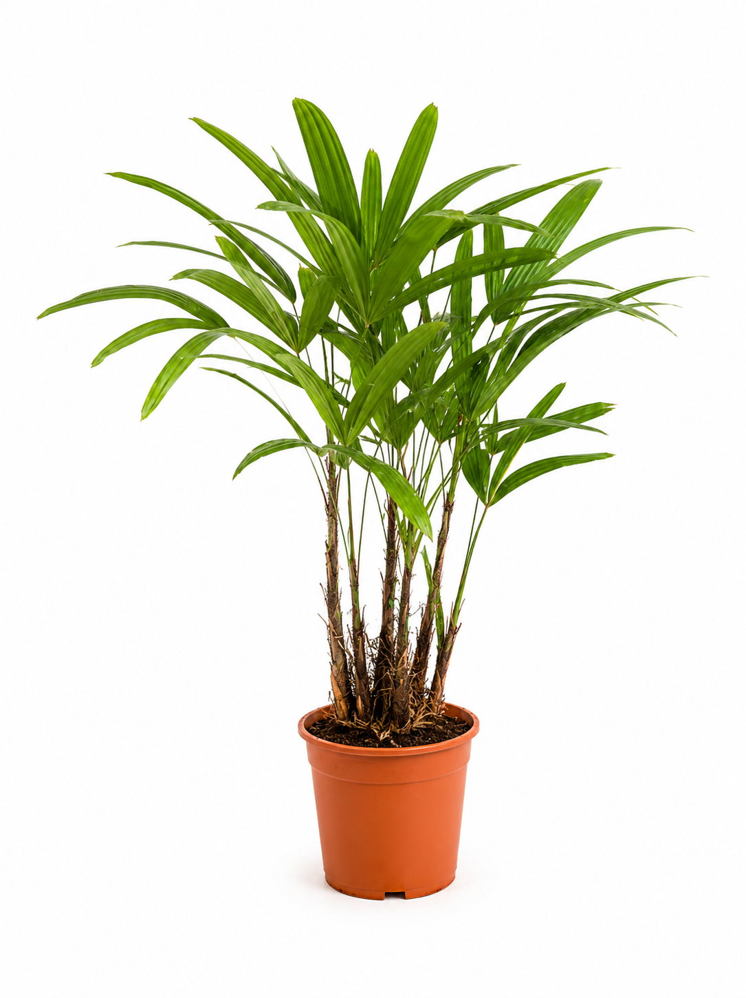 Rhapis vznešený