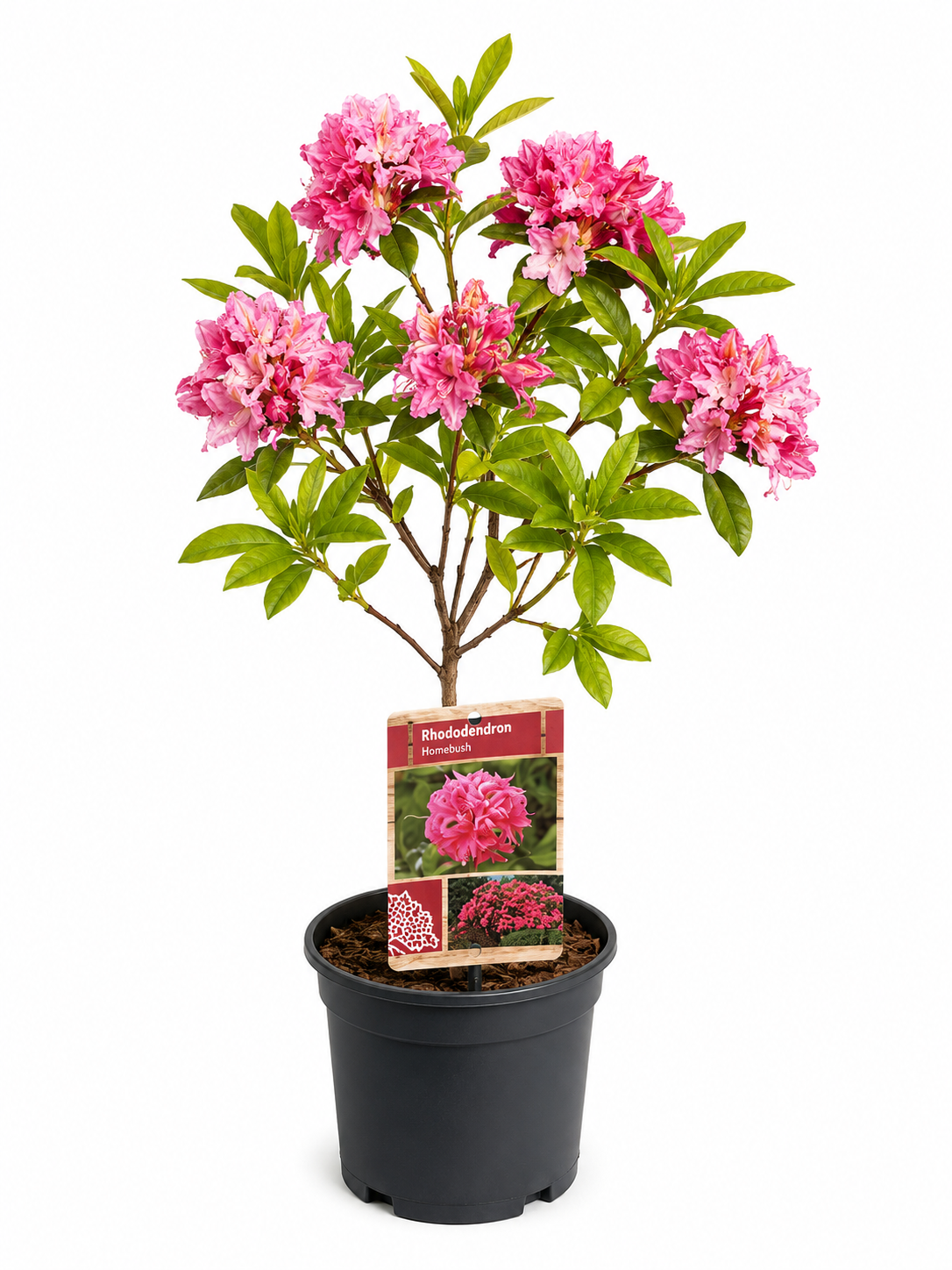 Rododendron ružový