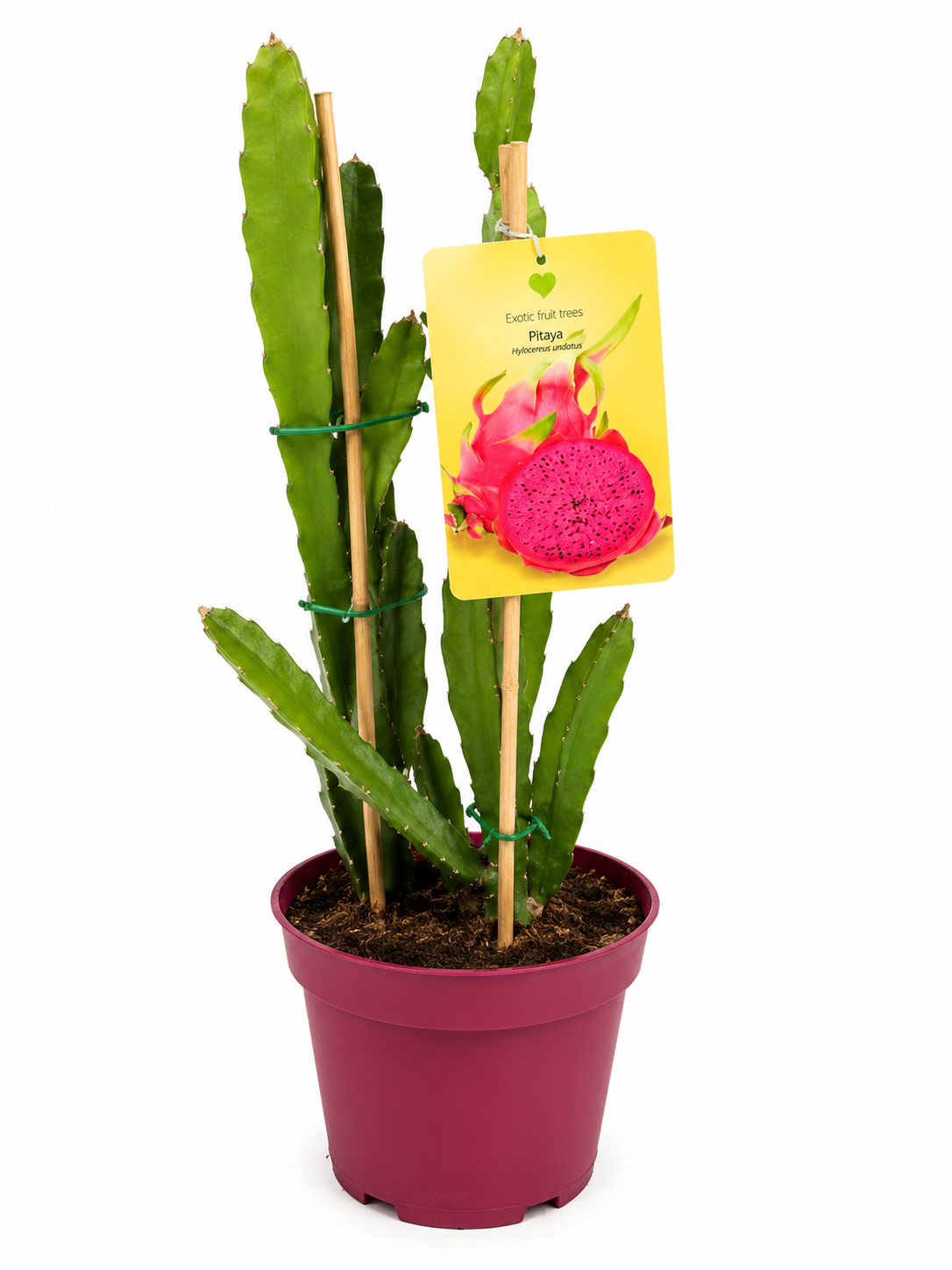 Dračie ovocie – pitahaya