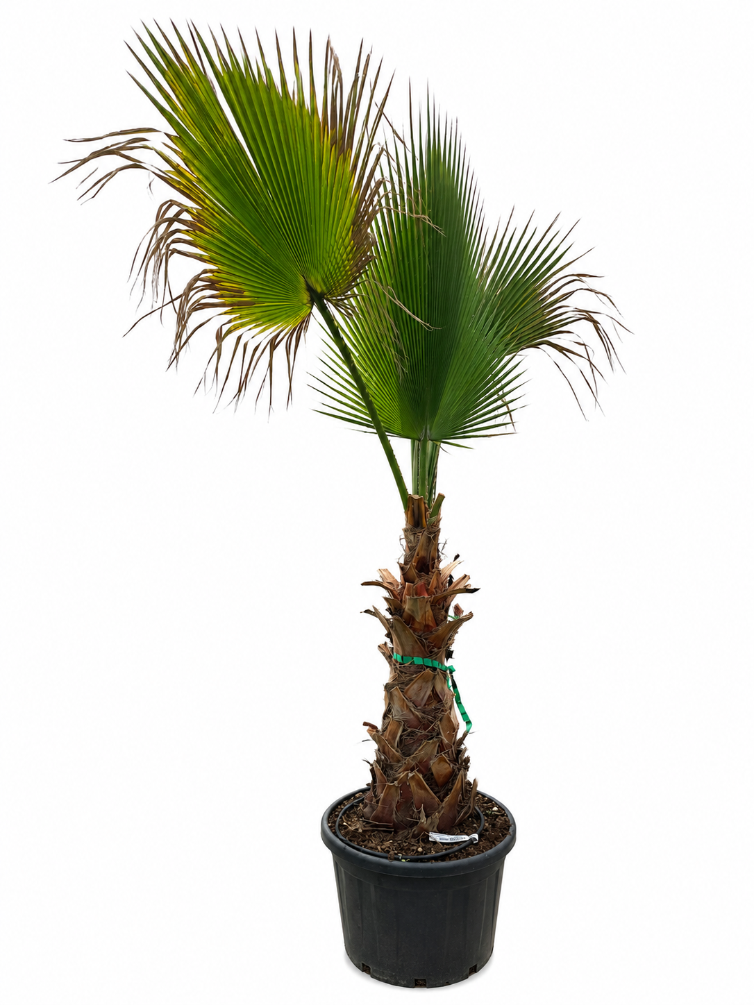Washingtonia mohutná