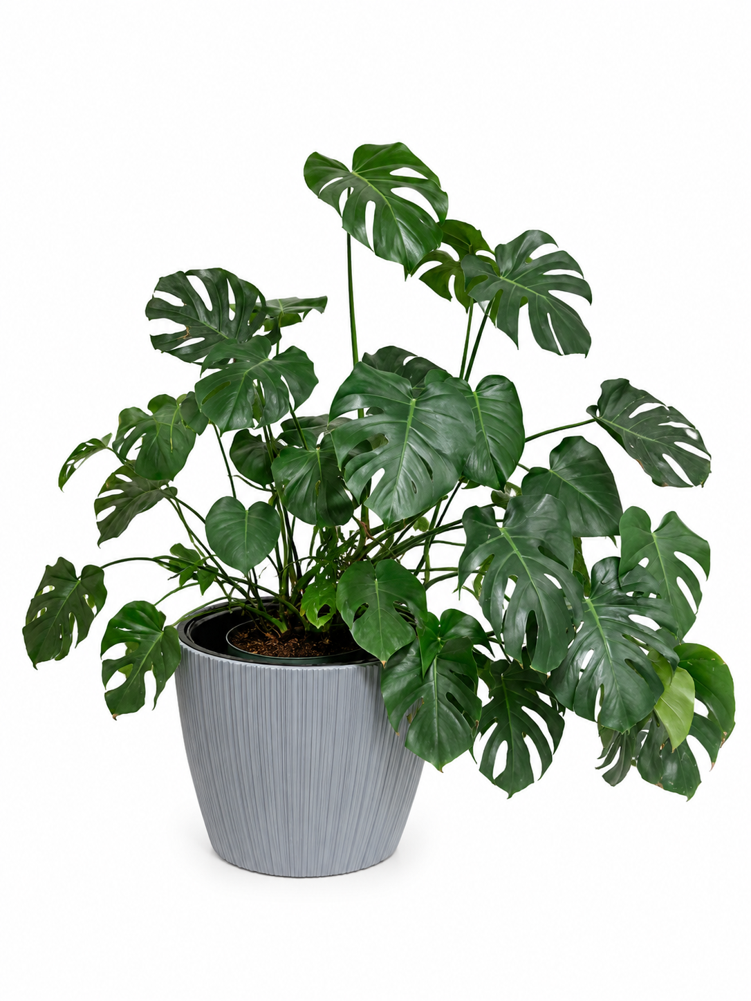 Monstera skvostná