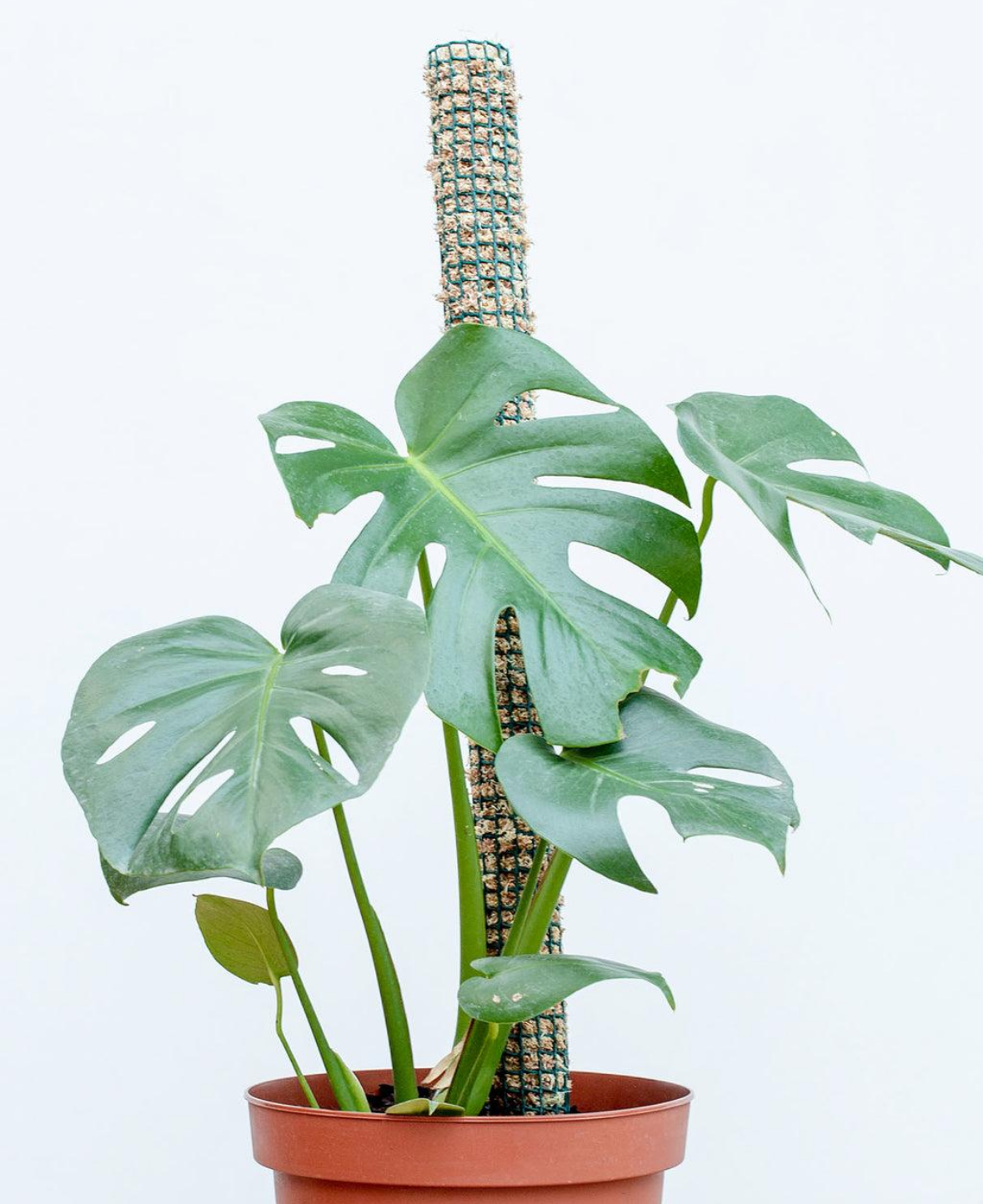 Monstera na machovej opore