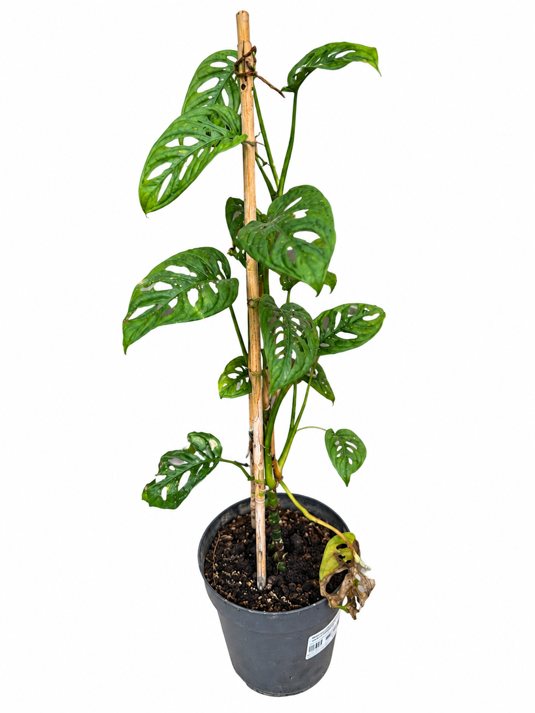 Monstera adansonova