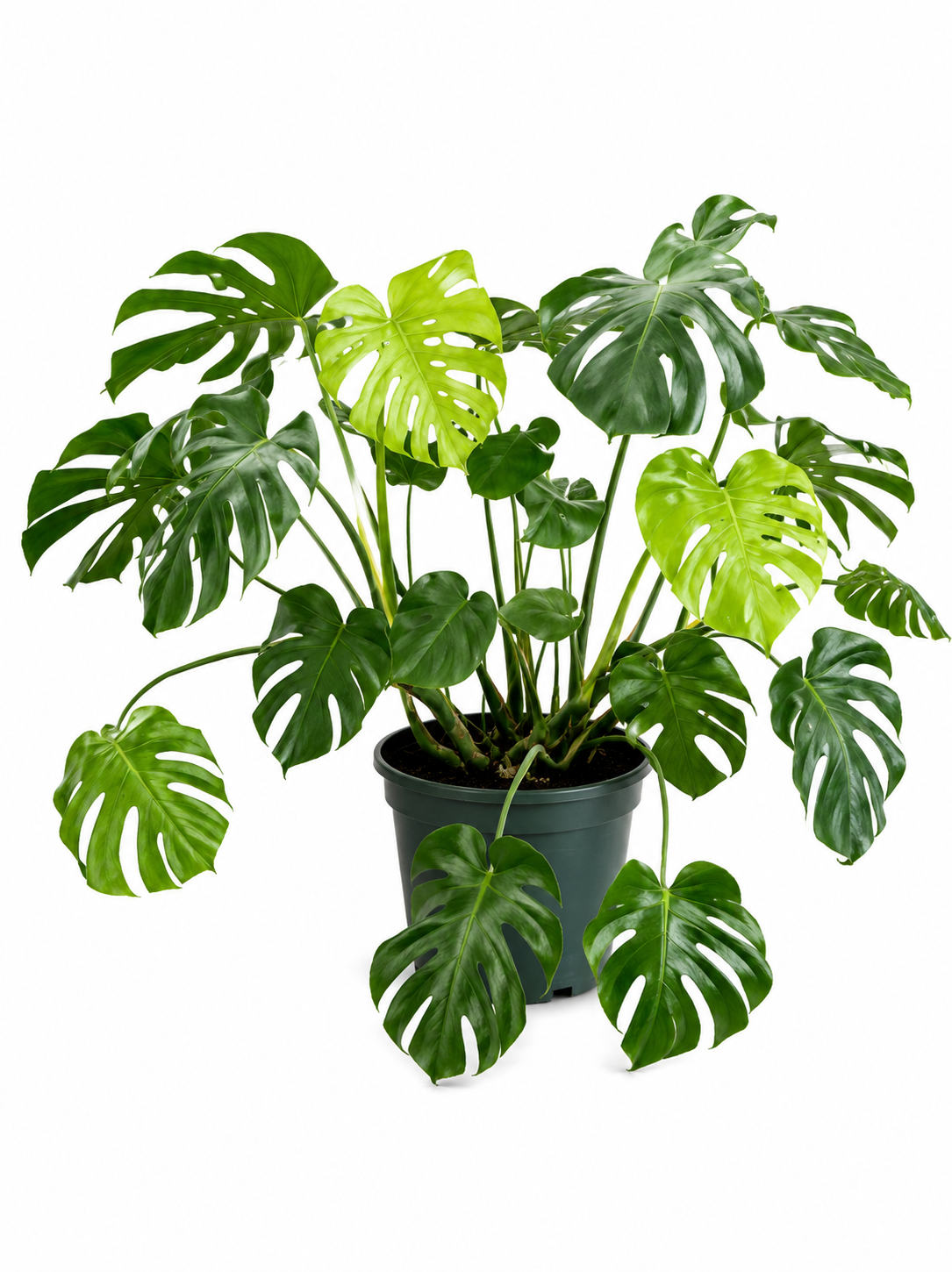 Monstera skvostná