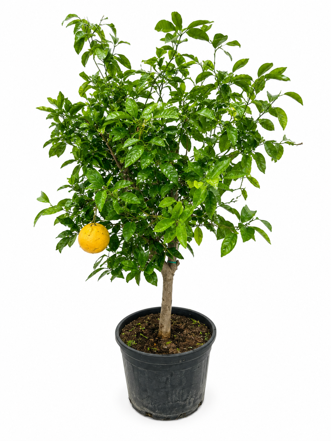 Citrónovník
