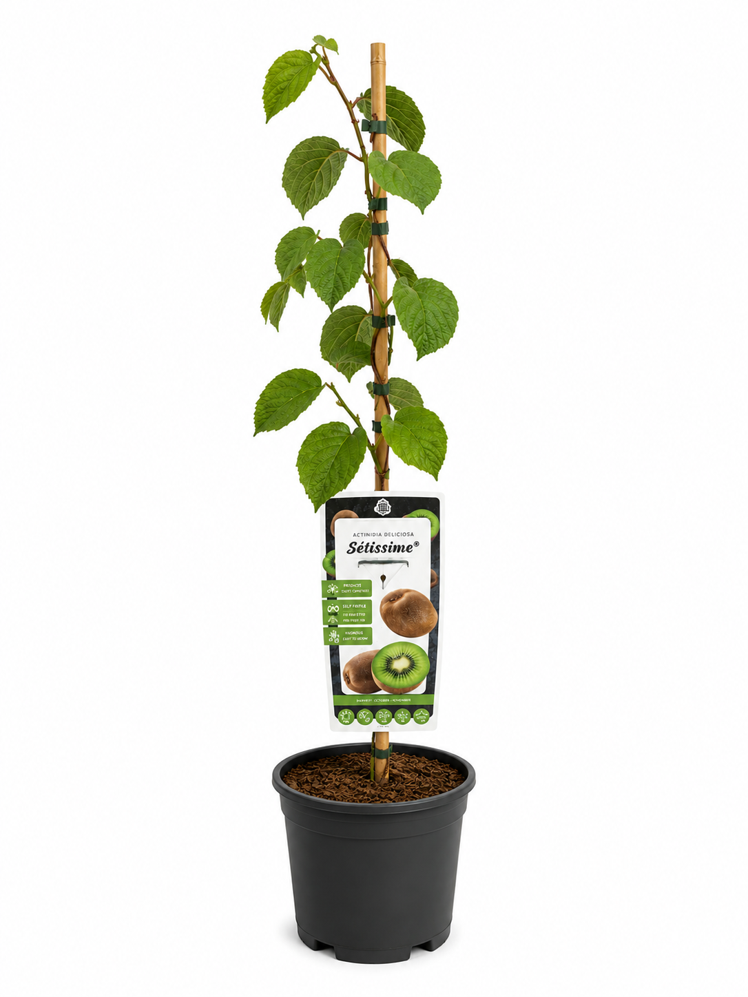 Kiwi 'Solissimo'