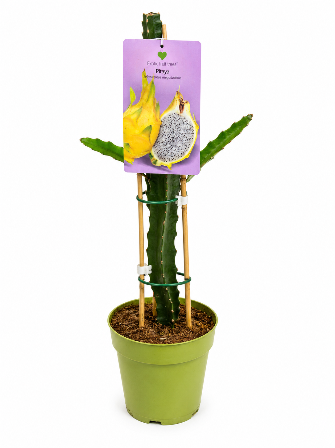 Dračie ovocie – pitahaya