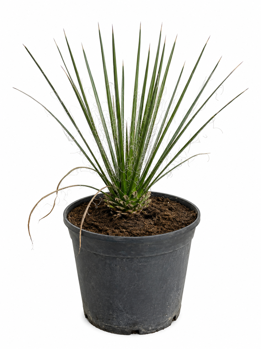 Juka rostrata
