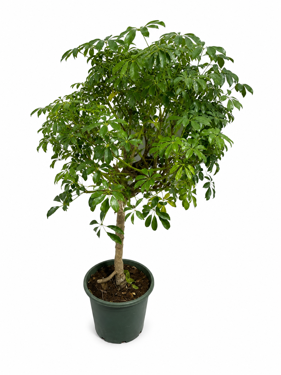 Fikus benjamín