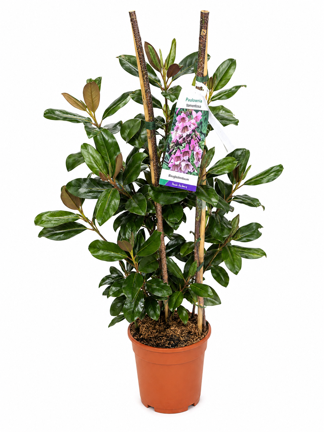 Rododendron