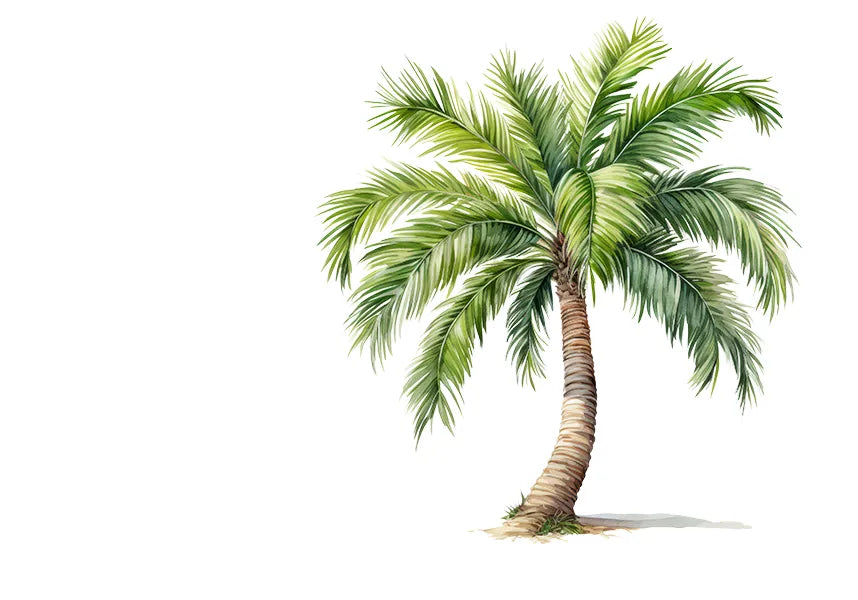 Palma – exotická palma do interiéru a zimnej záhrady | Kvetinárstvo Tália
