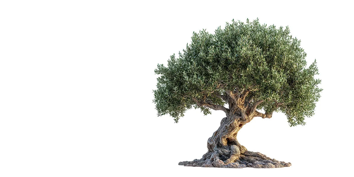 Starý olivovník – prémiový olivovník na terasu a do zimnej záhrady | Kvetinárstvo Tália
