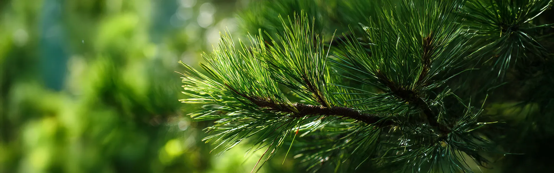 Ihličnaté stromy – banner