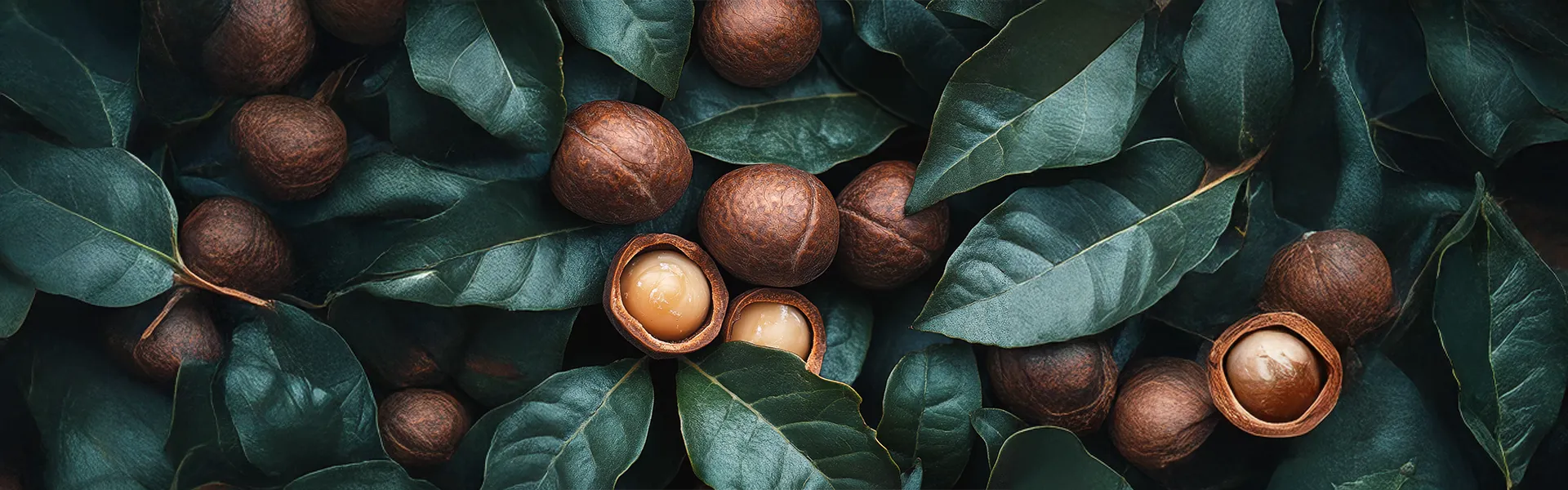 Makadámsky orech – banner