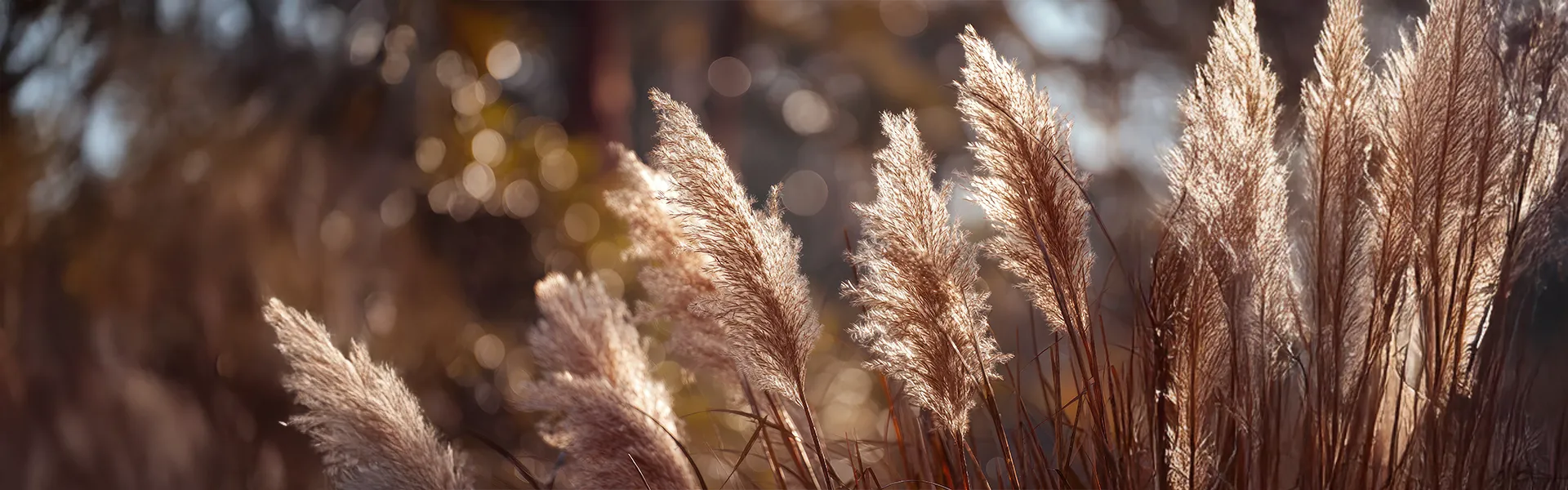 Okrasné trávy – banner