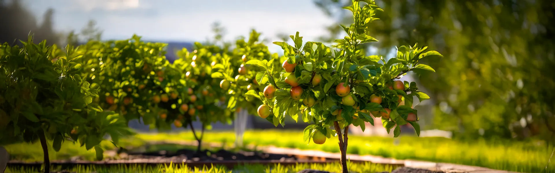 Ovocné stromy – banner