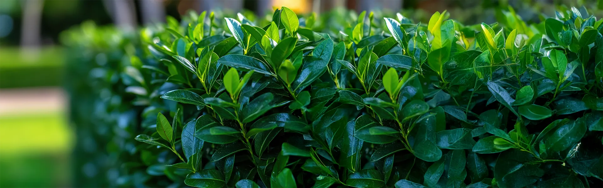 Živé ploty – banner