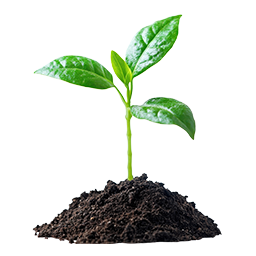 Semená, osivá a priesady