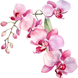 Orchidea