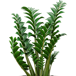 Zamiokulkas
